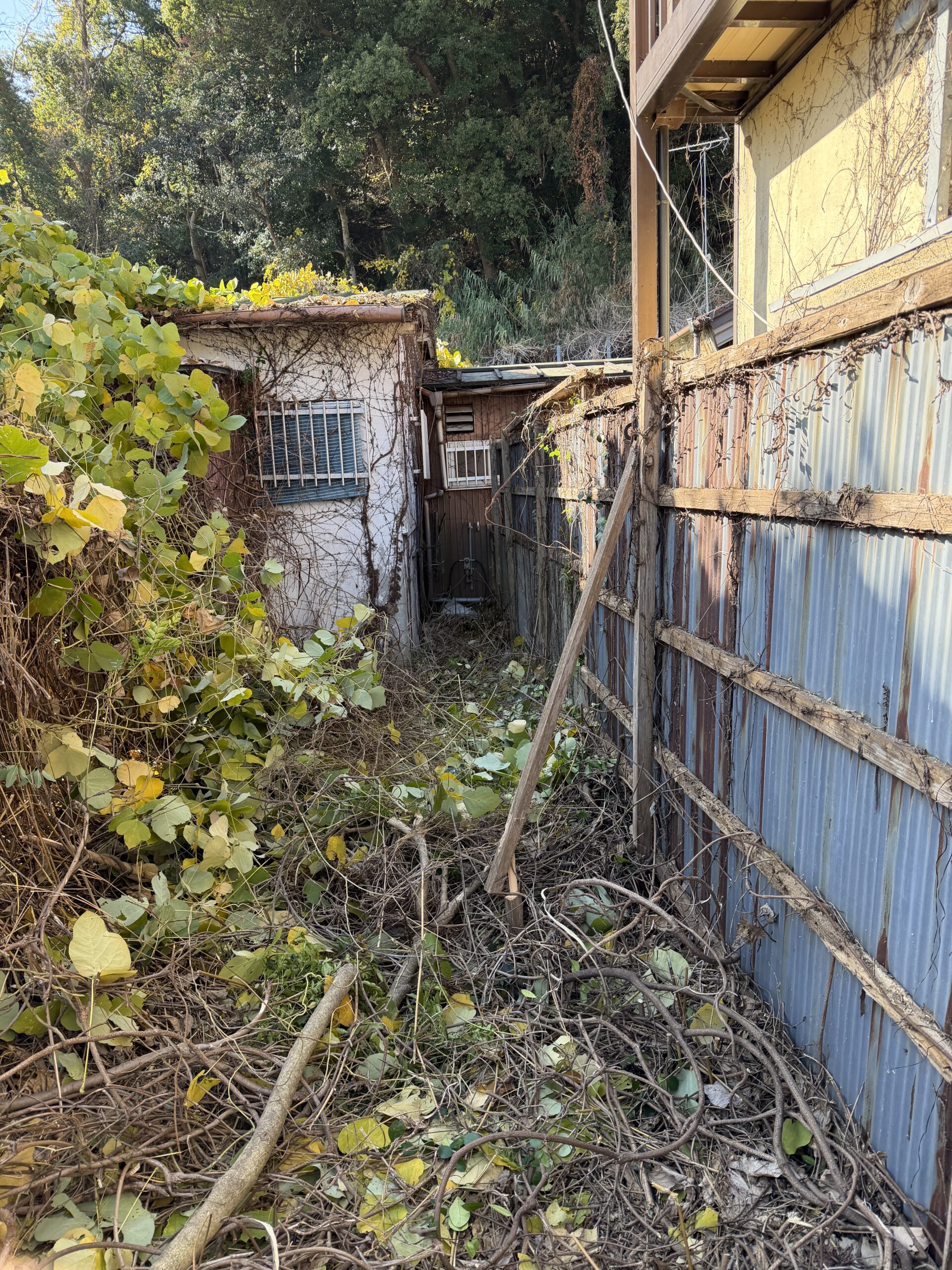 草木刈り・ツタ伐採の施工前の様子（敷地と建物周り）