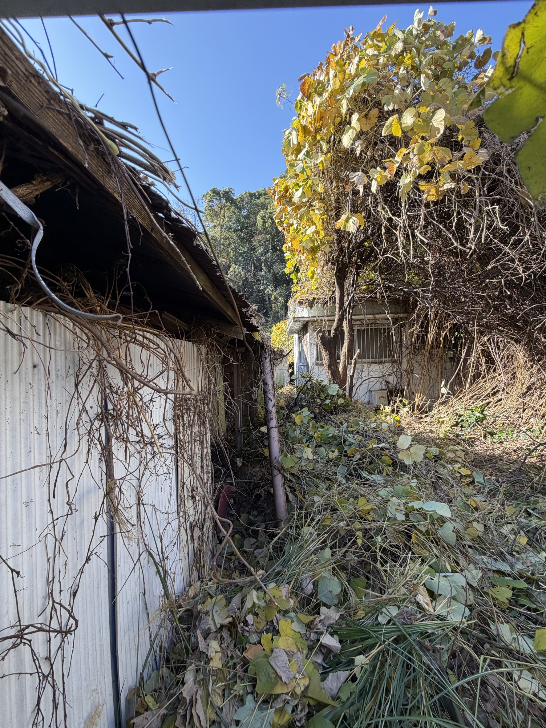 草刈り・ツタ伐採の施工前（外壁に張り付いたツタ）